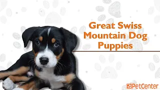 Is The Great Swiss Mountain Dog The Right Puppy For You?