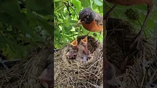 American Robin Dad Feeding Babies then Eating their Poop 💙 🐣