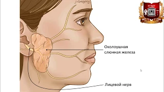 Слюнные железы - учебно-методические видео по анатомии