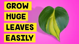 How to get BIG leaves on YOUR philodendron & pothos house plants | Chop & Drop Method