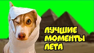 ХАСКИ БУБЛИК ЛУЧШИЕ МОМЕНТЫ ЛЕТА (Mister Booble) Говорящая собака