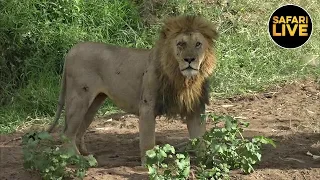 safariLIVE - Sunset Safari - March 26, 2019