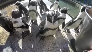 A Day in the Life of Penguins at Adventure Aquarium