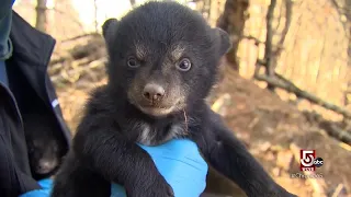 The growing black bear population in Massachusetts