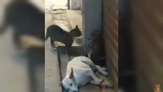 Cats Fighting with...a sleeping dog #shorts