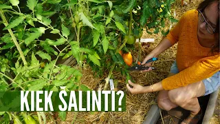 Kaip genėti pomidorus: kada ir kiek lapų pašalinti?