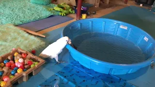 Cockatoo gets a new pool!