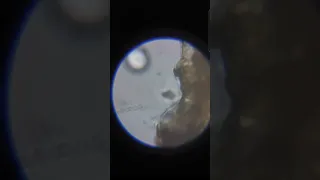 2,000x magnification of water