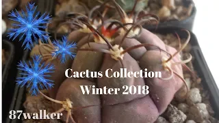 Cactus Collection - Winter Tour 2018