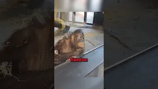 Watch the Monkey's Reaction to this Magic trick 😂❤️