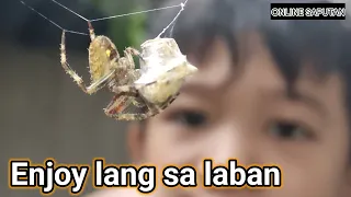 Spider fight Maliit lang sila pero malaki yung laban na binigay nila