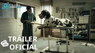 DOGMAN TRÁILER OFICIAL SUBTITULADO AL ESPAÑOL