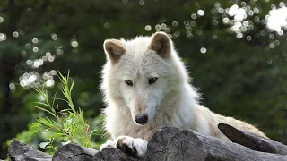 Quiet Encounter with Nikai the Wolf