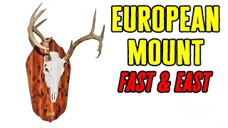 European Mount – Deer Skull Mount - Fast and Easy!