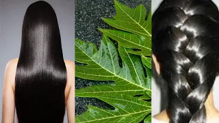 TURN WHITE HAIR TO BLACK HAIR NATURALLY AND GROW LONG HAIR WITH PAPAYA LEAVES OVERNIGHT.