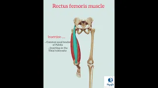 Rectus femoris muscle| #quadriceps #anatomy #muscle #shortsfeed