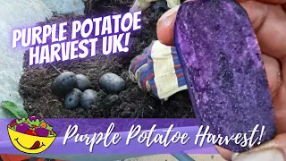 1st PURPLE potato harvest of the year! Bucket grown PURPLE POTATOES!!