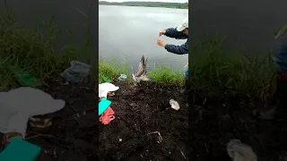 Поймал чайку на удочку