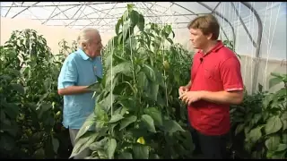 O pěstování paprik