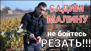 Посадка малины НЕ УСЛОЖНЯЙТЕ!!! Все намного проще