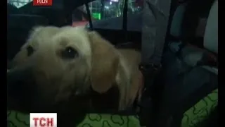 У Сочі захисники тварин вивозять безпритульних собак із міста