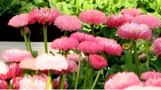 Frühling im Garten: Profi-Tipps für eine Blüten-Pracht