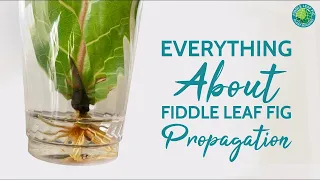 Everything You Need To Know About Fiddle Leaf Fig Propagation, Fiddle Leaf Fig Plant Resource Center