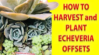 HOW TO HARVEST AND PLANT SUCCULENTS (ECHEVERIAS) and how to use  tweezers for succulents.