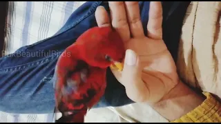 Sleepy Parrot demands to be cuddled and pet