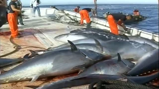 Xem người Nhật Bản bắt cá ngừ Đại Dương và chế biến trong nhà máy quá chuyên nghiệp