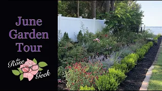 🌹 June Perennial Garden Tour | After the first flush