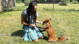 RESCUED FOXES WHO DID NOT BECOME FUR COATS / Acquaintance with owls and raccoons in the shelter