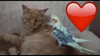 Кошка и попугай любовь и дружба Cat and parrot love and friendship