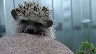 Ёжик чихнул во время еды 😂😅🤣. Hedgehog sneezed while eating. #ezhikafro