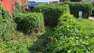 Overwhelmed by the large vegetation covering the cleaned up abandoned house - Strangely satisfying