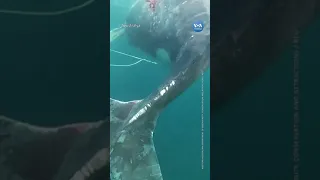 Kambur balina takıldığı ağdan iki günde kurtarıldı| VOA Türkçe