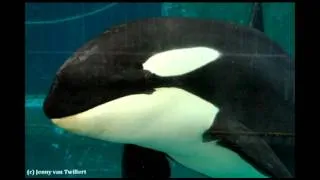 MORGAN la Orca merece el derecho a la libertad