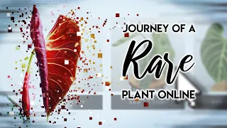 The Journey of a Rare or Tropical Plant | How and when to buy!