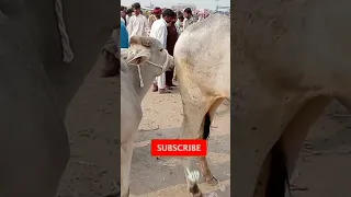 Natural animal meeting | Cow and Bull and meeting | Hybridmating|  Cow Cross meeting - ARY Animals