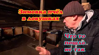 ПОСТАНОВКА ЛОВУШЕК С РОЯМИ НА ЗИМОВКУ, ОБЪЕДИНЕНИЕ ПЧЁЛ ПОШЛО НЕ ПО ПЛАНУ