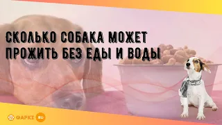 Сколько собака может прожить без еды и воды