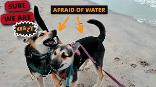 Surprising My CRAZY Dogs With Seaside Vacation!