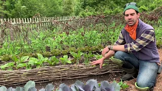 Coppicing & Pollarding