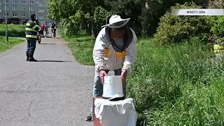 Video od diváka - odchyt včiel na sídlisku