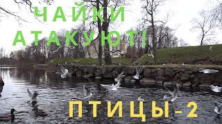 Битва за еду! Птицы-2! Чайки атакуют! Battle for food! Seagulls attack! Birds - 2!