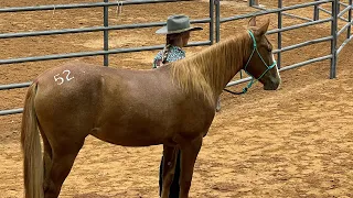 Olive | Ft Worth Extreme Mustang Makeover | 2022