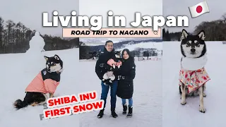 Daily Life LIVING IN JAPAN 🇯🇵 We took our Shiba Inu to see snow the FIRST TIME - Road Trip Nagano