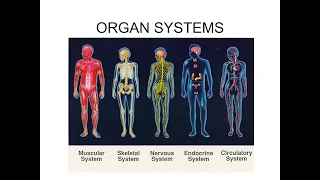 Human Body Organ Systems 2018