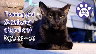 Training And Socializing A Feral Cat * Part 7 * Days 46 - 54 * Cat Video Compilation