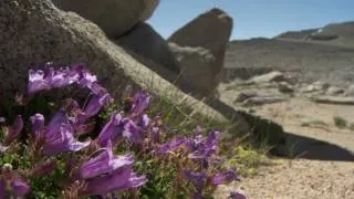 Yosemite Nature Notes - 16 - Sky Islands